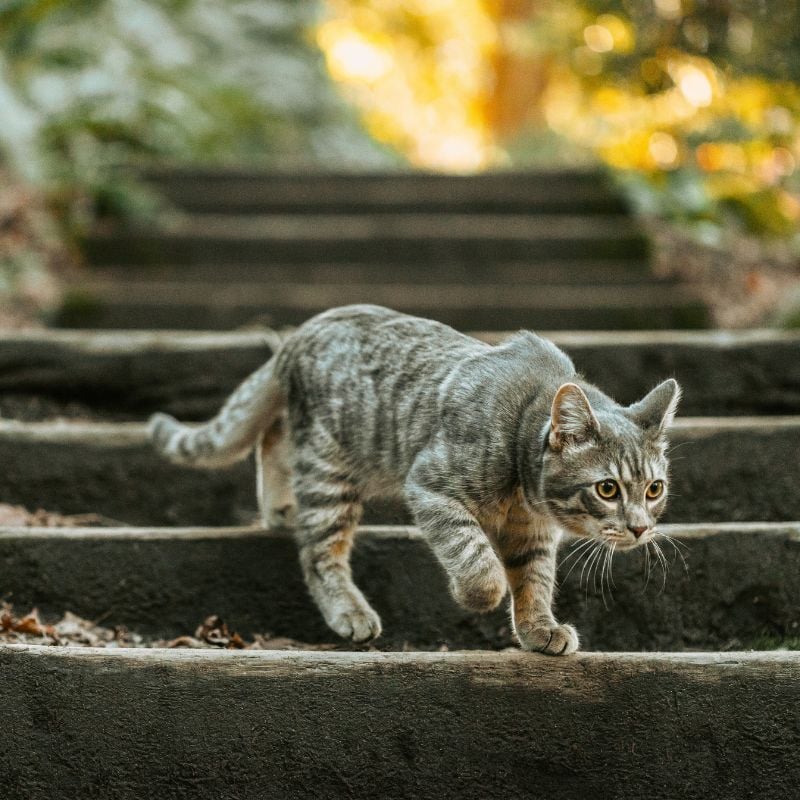 CAT KEEPS YOU UP AT NIGHT Orijen Blog